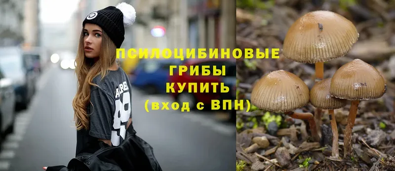 Псилоцибиновые грибы Cubensis  Завитинск 